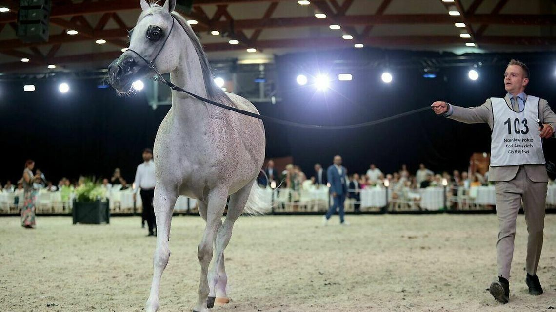 Szejk z Kataru i klienci ze Stanów Zjednoczonych. Dzisiaj aukcja Pride of Poland Szejk z Kataru i klienci ze Stanów Zjednoczonych. Dzisiaj aukcja Pride of Poland