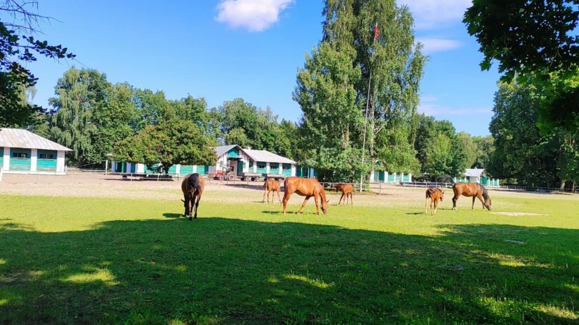 Szejkowie z Bliskiego Wschodu znów chcą kupować konie z Janowa Podlaskiego Szejkowie z Bliskiego Wschodu znów chcą kupować konie z Janowa Podlaskiego