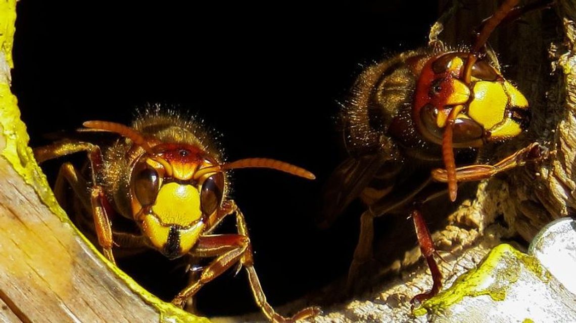 Szerszenie zaatakowały go w domu. Mężczyzna trafił do szpitala 