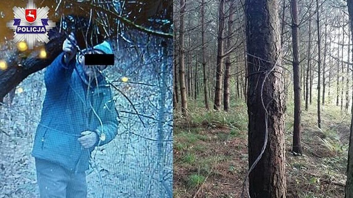 Szkielet i skóra jelenia w lesie. Mięso policjanci znaleźli z zamrażarce