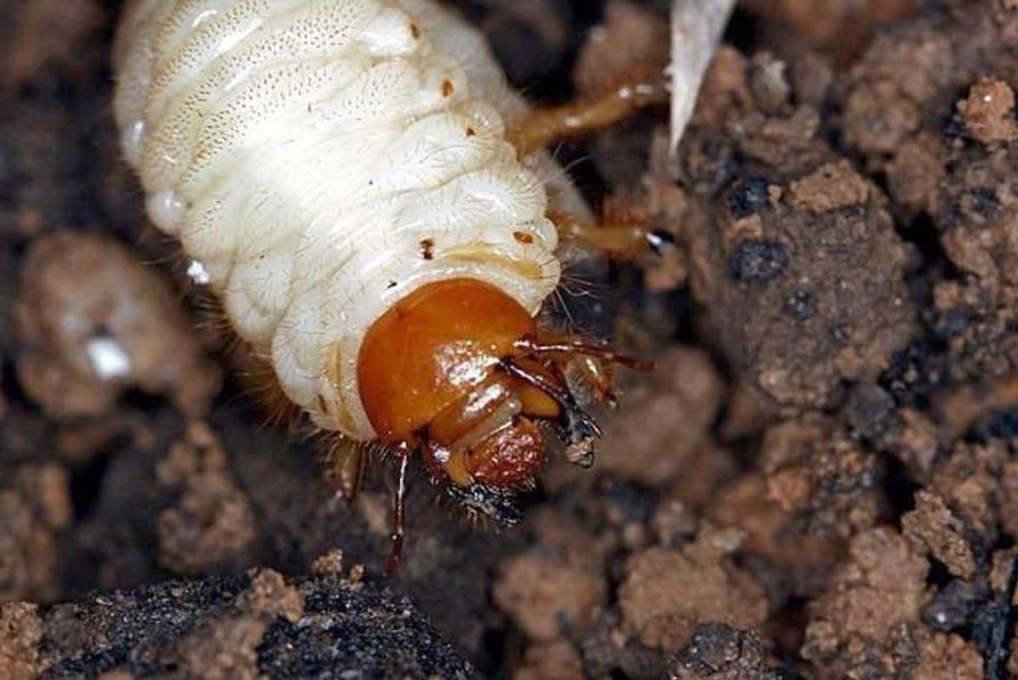 Szkodniki warzyw groźne w polu i na działce. Jak z nimi walczyć?