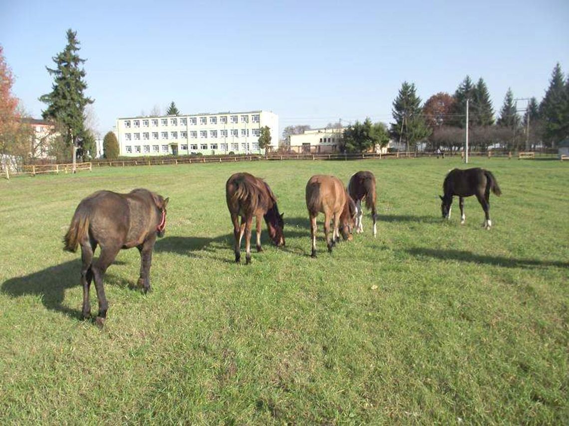 Szkoła zakłada stadninę. Kupiła pięć koni