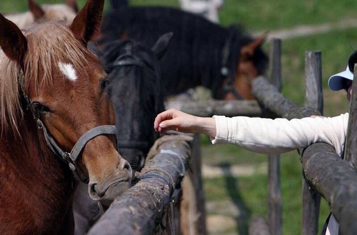 Szkolenie z agroturystyki, za darmo