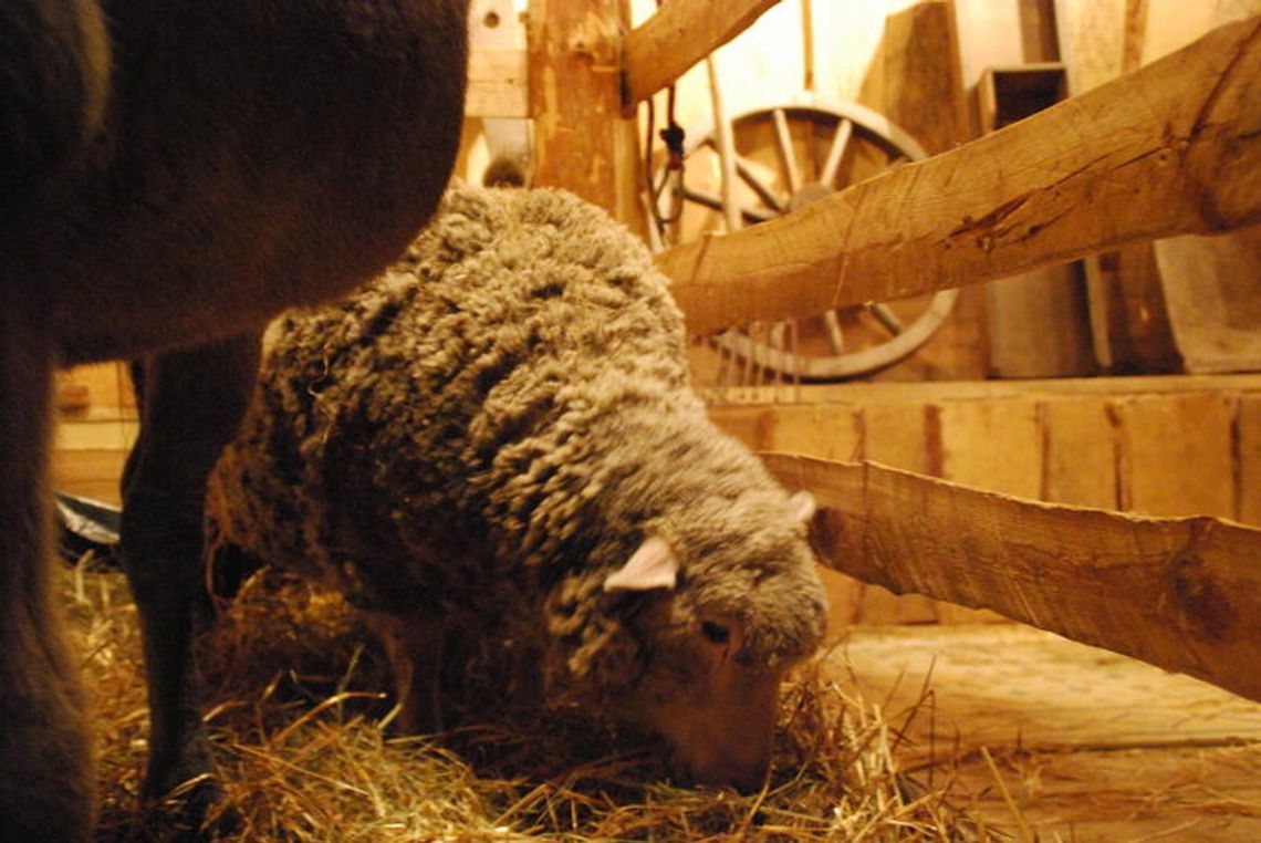 Szopki chełmskie: W kościele św. Kazimierza są żywe zwierzęta (zdjęcia) Szopki chełmskie: W kościele św. Kazimierza są żywe zwierzęta (zdjęcia)