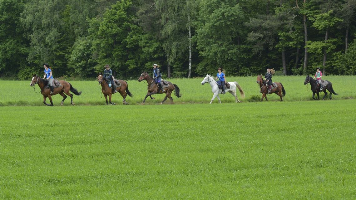 Szukają domu dla koni. Lubelscy studenci zbierają na zakup działki
