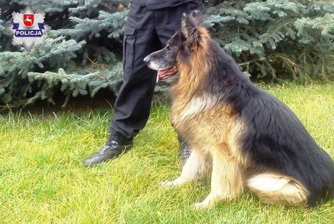 Szukali go strażacy i policjanci z psem tropiącym. A on wrócił do domu