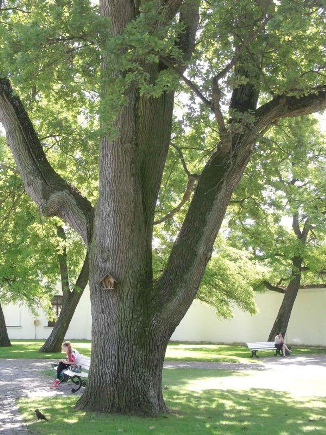 Szukanie kwiatu paproci i inne sobótkowe atrakcje