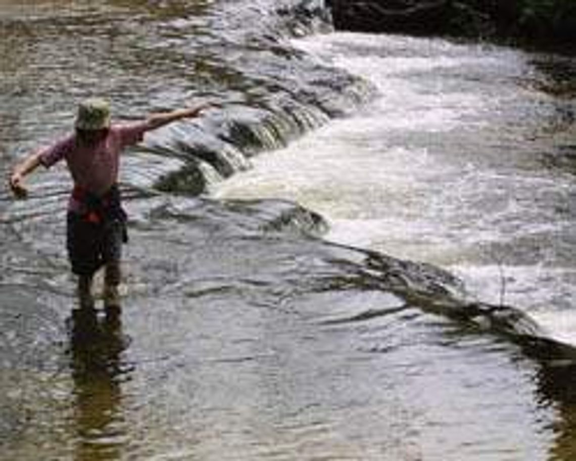 Szumy nad Tanwią (nr 76) - 2 głosy