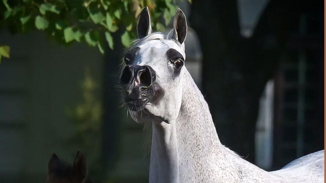 Szykują się na aukcję Pride of Poland. Turyści nie wejdą przez kilka dni do stadniny 