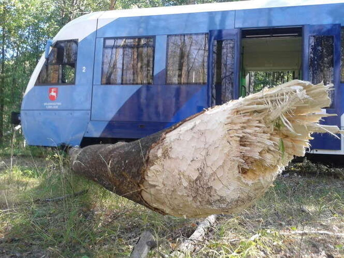 Szynobus uderzył w drzewo, które ścięły bobry. Wypadł z torów Szynobus uderzył w drzewo, które ścięły bobry. Wypadł z torów