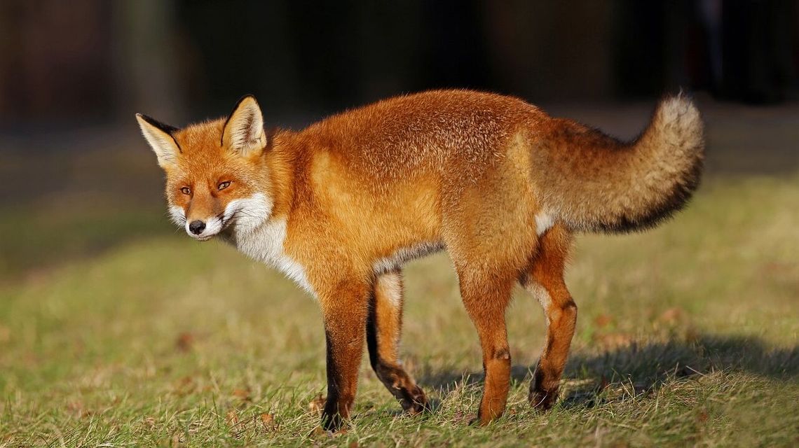 Ta choroba nie odpuszcza. Siódmy przypadek wścieklizny w Lubelskiem