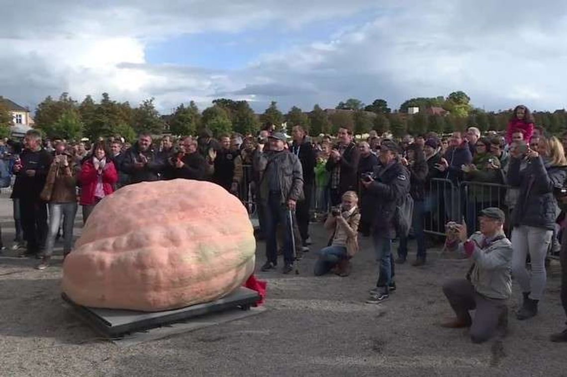 Ta dynia waży ponad tonę. Nowy rekord Europy