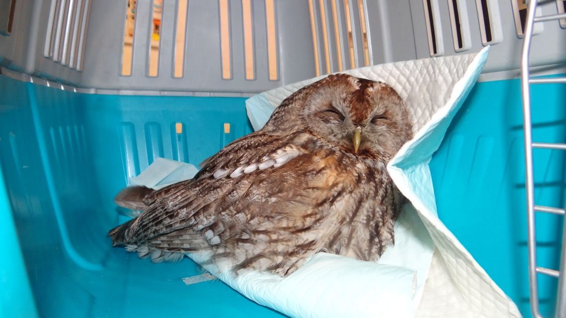 Ta mała sowa z Puław przeżyła dzięki pomocy człowieka