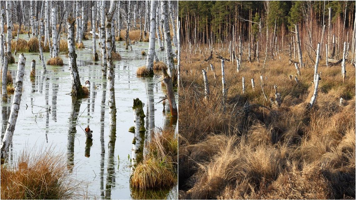Tak było, a tak jest teraz. Katastrofa ekologiczna na Polesiu Lubelskim [zdjęcia]
