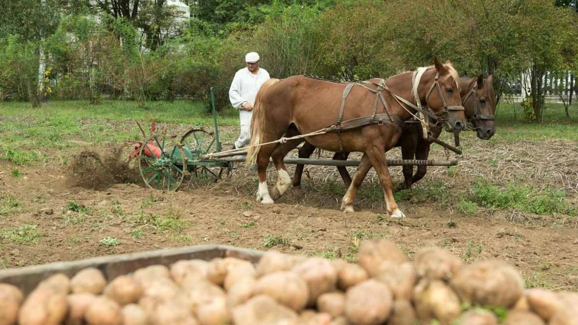 Tak jak przed laty. Wykopki kartoflane w Muzeum Wsi Lubelskiej