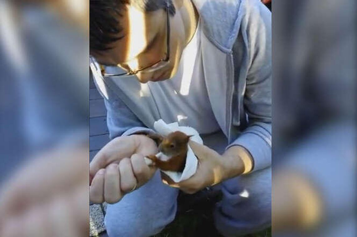 Tak karmi się małe wiewiórki-sieroty. Pan Wojciech zaadoptował pięć rudych gryzoni