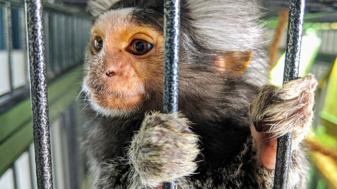 Tak piękna, jak nieszczęśliwa. "Małpki nie powinny być trzymane w domach" Tak piękna, jak nieszczęśliwa. "Małpki nie powinny być trzymane w domach"