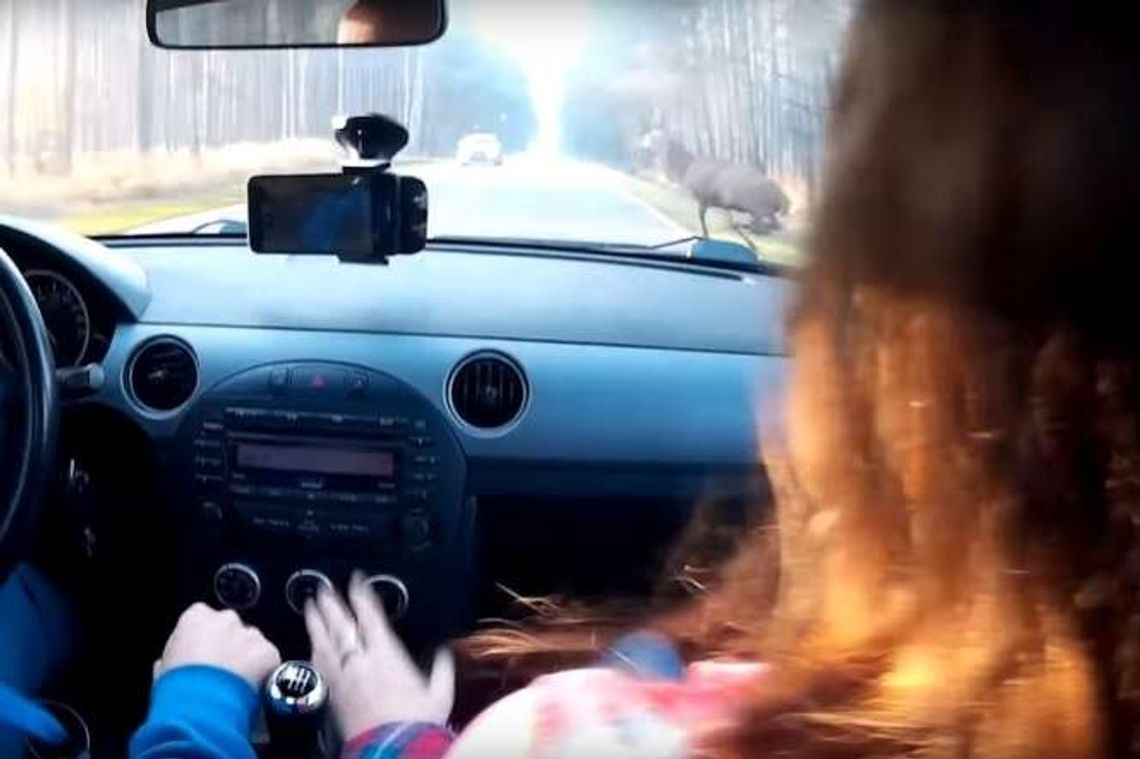 Tak wygląda z bliska zderzenie auta z jeleniem [wideo]