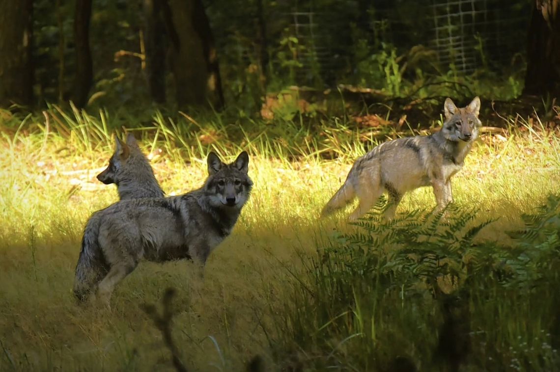 Taki widok zdarza się bardzo rzadko. Wilki uchwycone w obiektywie pracownika RPN