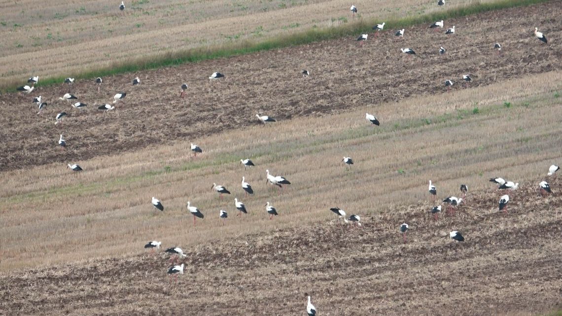 Takich sejmików nie widzi się codziennie. Kilkaset bocianów na jednym polu