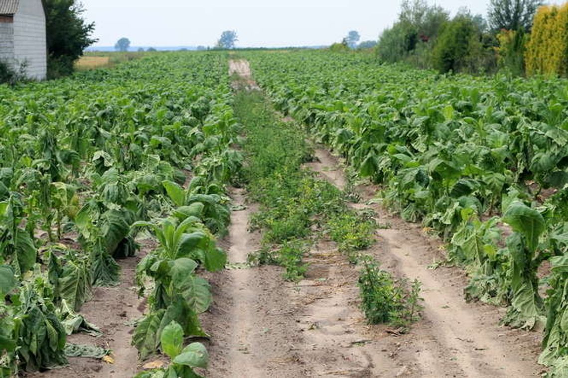 "Takiego gradu u nas jeszcze nie było". Bardzo duże straty po nawałnicy