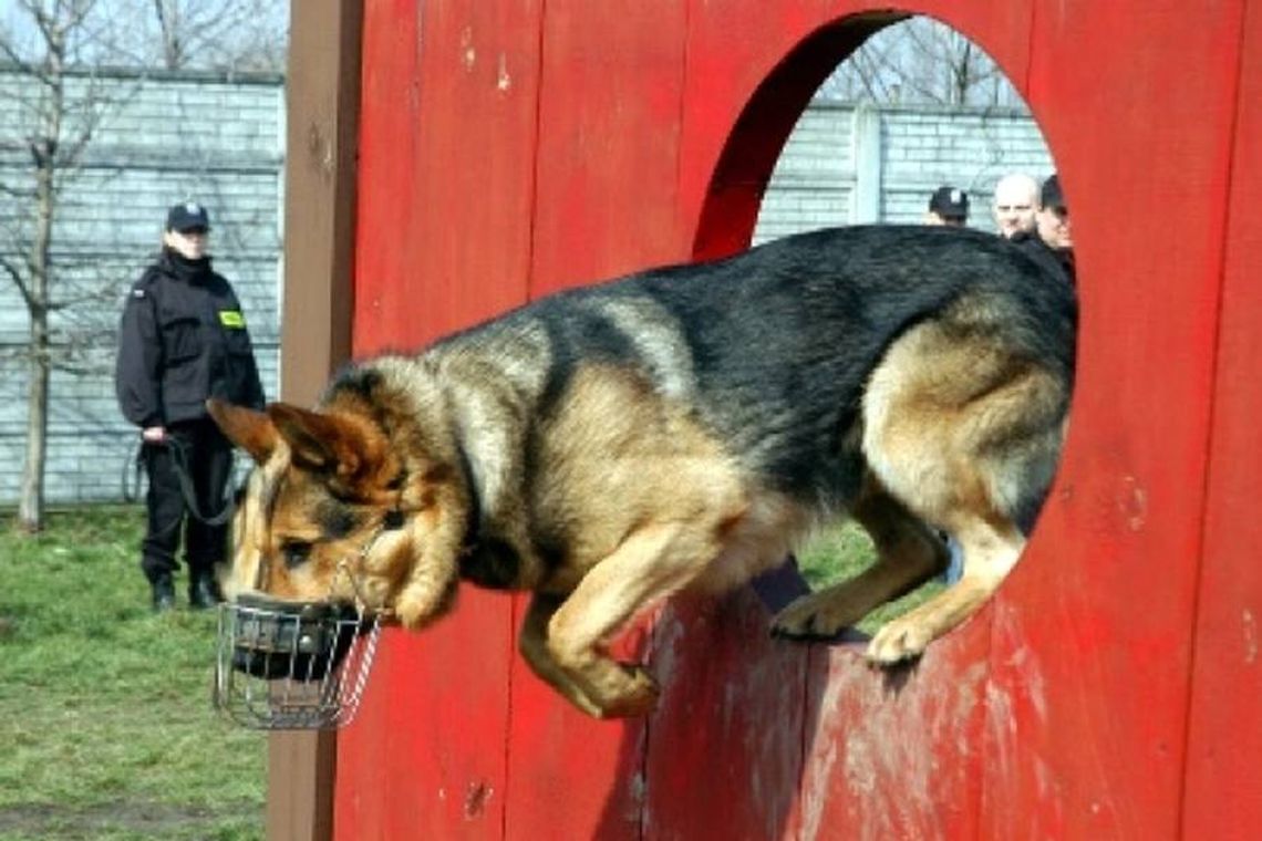 Talbet wytropił podpalacza