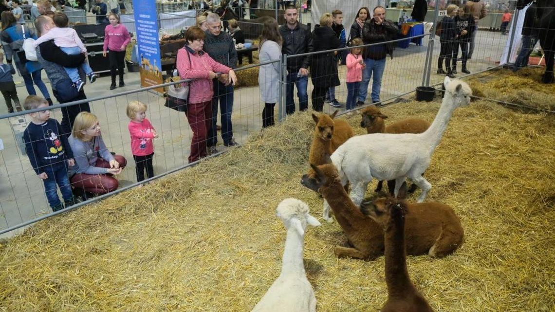 Targi Lublin zamieniły się w zagrodę ze zwierzętami [zdjęcia]