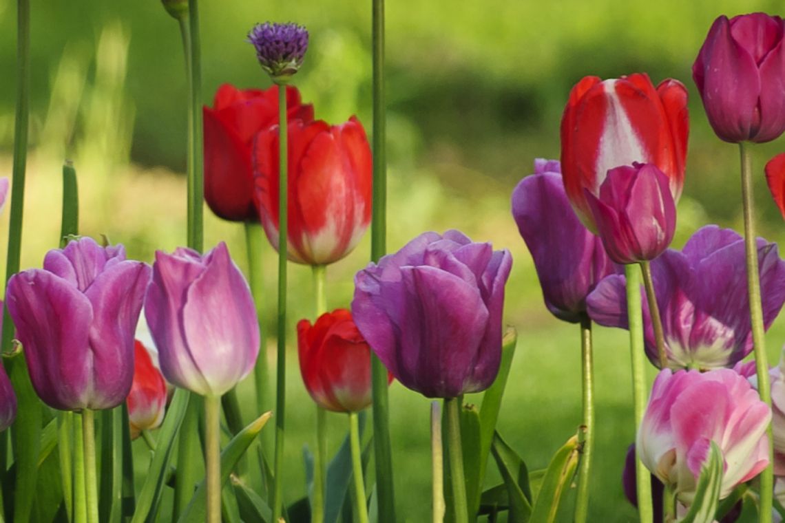 Targi Ogrodnicze Eden w Lublinie. Raj dla ogrodników