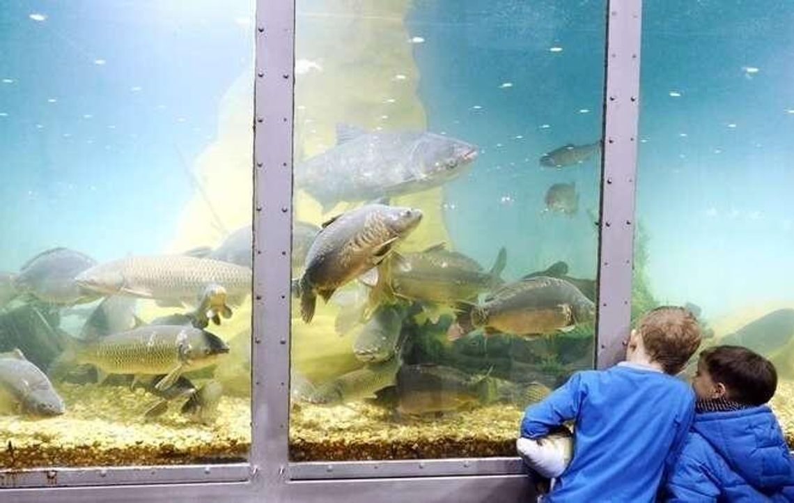 Targi Wędkarskie Rybomania w Lublinie: Pokazy przynęt w ogromnym akwarium