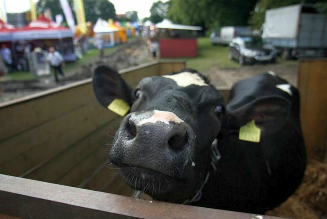 Te gospodarstwa są bezpieczne. Konkurs KRUS