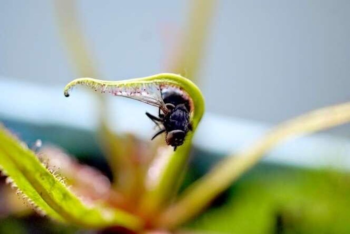 Te niezwykłe rośliny jedzą mięso. Niedługo wystawa w Lublinie Te niezwykłe rośliny jedzą mięso. Niedługo wystawa w Lublinie