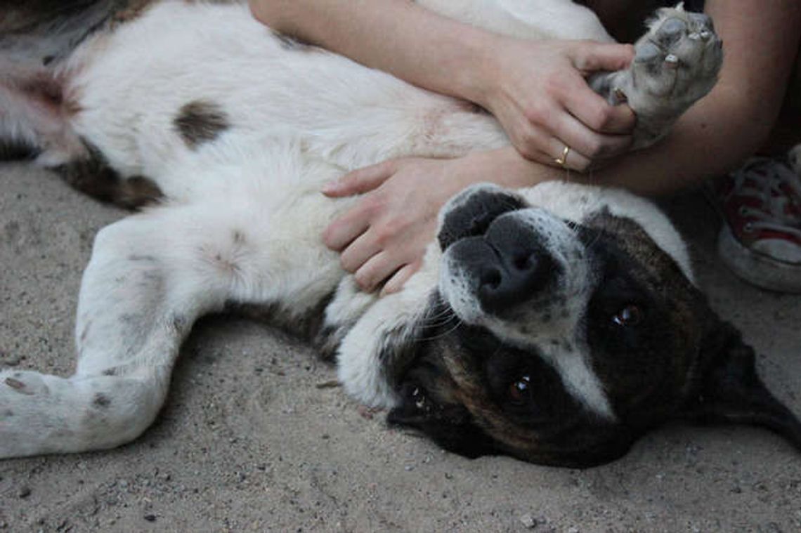 Te pieski czekają na nowy dom. Zwierzęta do adopcji z Krzesimowa Te pieski czekają na nowy dom. Zwierzęta do adopcji z Krzesimowa