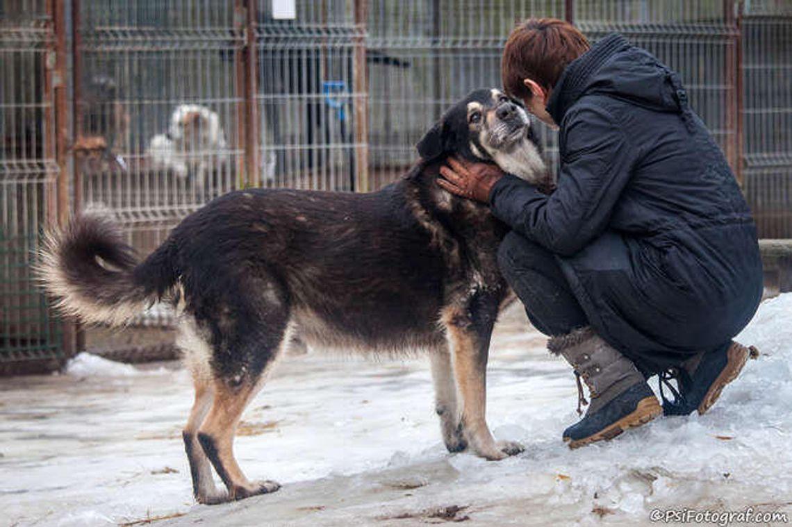 Te psy czekają na nowy dom [zdjęcia]