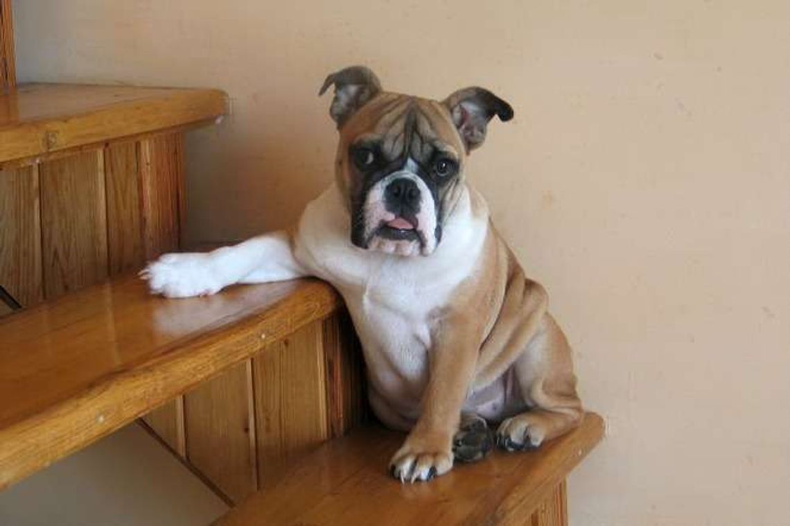 Te święta nie są dla zwierząt. Jak pomóc psu w sylwestra?