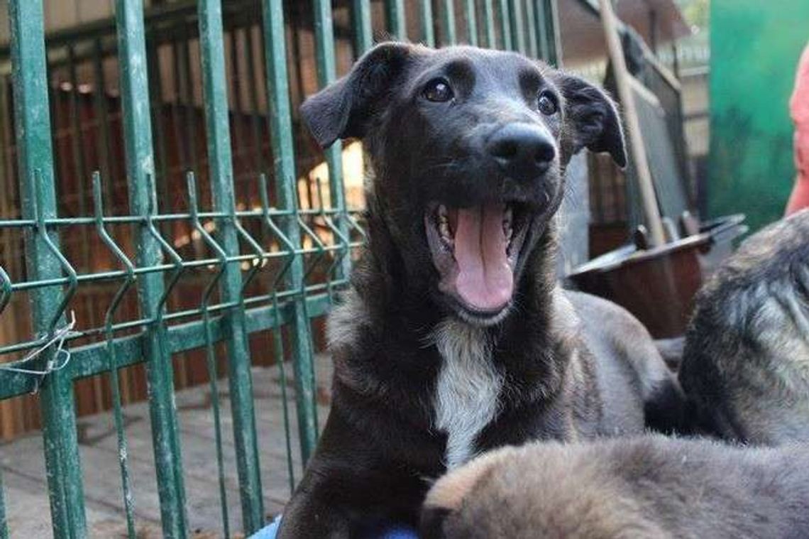 Te zwierzaki szukają nowego domu. Psy z Krzesimowa do adopcji