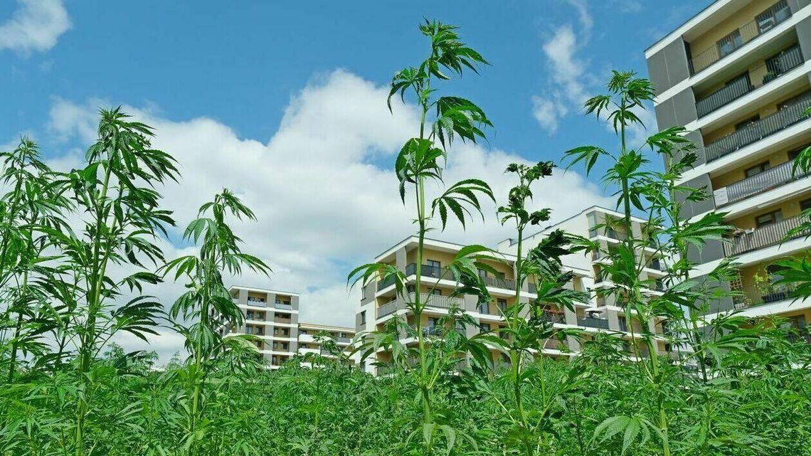 Tego nie zobaczy się w innym mieście. Las konopi wyrósł w Lublinie między blokami