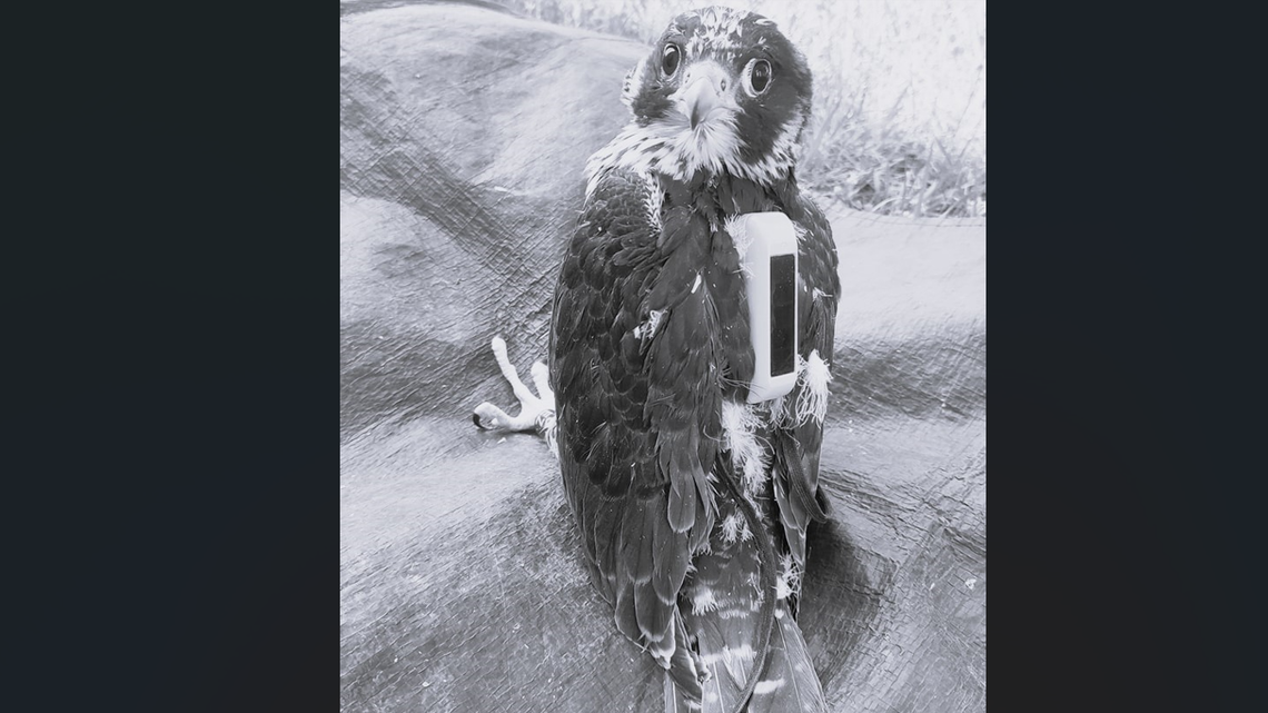 "Telemetria pokazała, że nie żyje". Kolejna tragedia w rodzinie sokołów