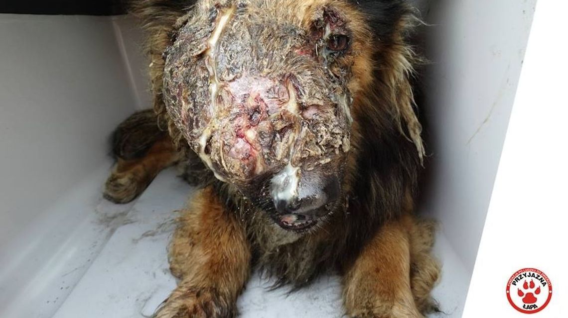 Ten pies przeżywał katusze. Wstrząsające zdjęcie z interwencji