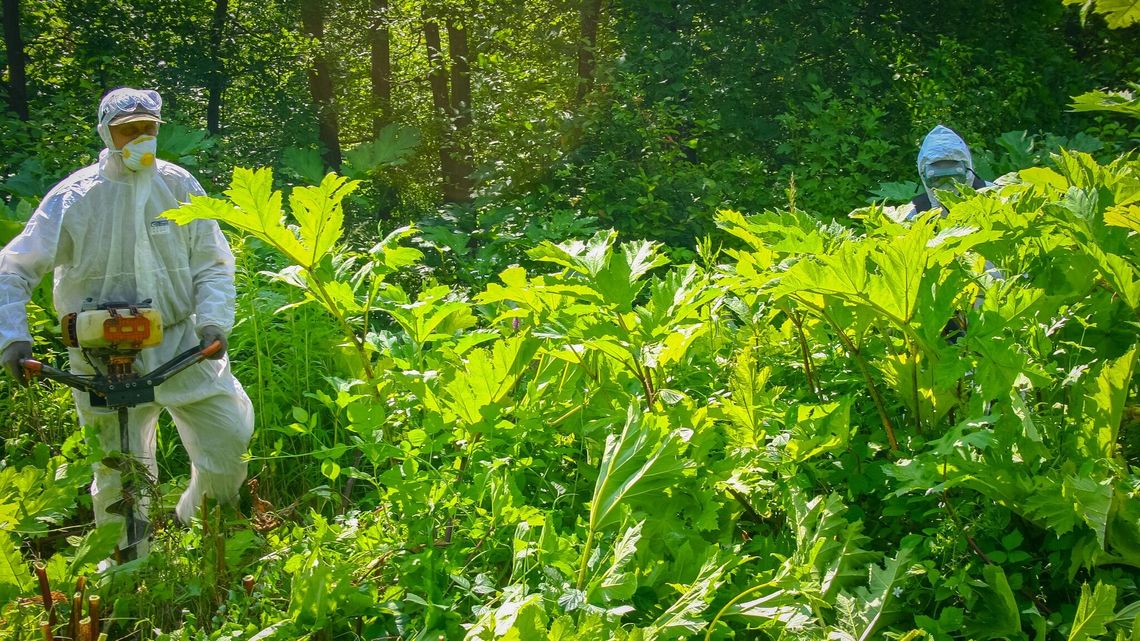 Tępią barszcz, by ratować las. Szpadlem i świdrem, bez grama chemii