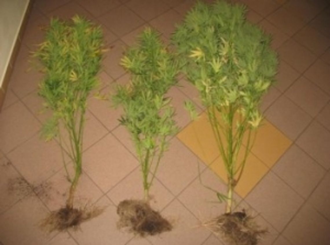 Terespol: Nastolatkowie uprawiali konopie indyjskie