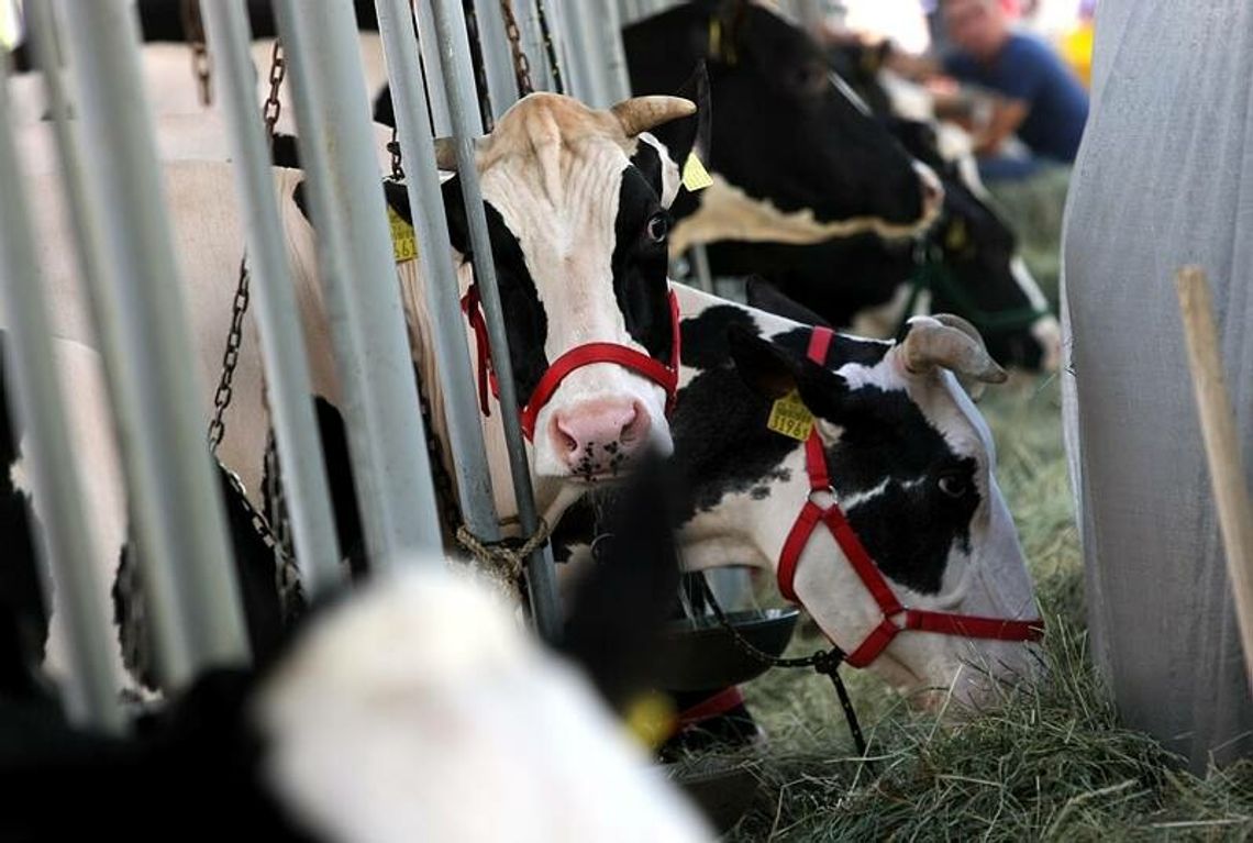 TK: Ubój rytualny zwierząt sprzeczny z konstytucją TK: Ubój rytualny zwierząt sprzeczny z konstytucją