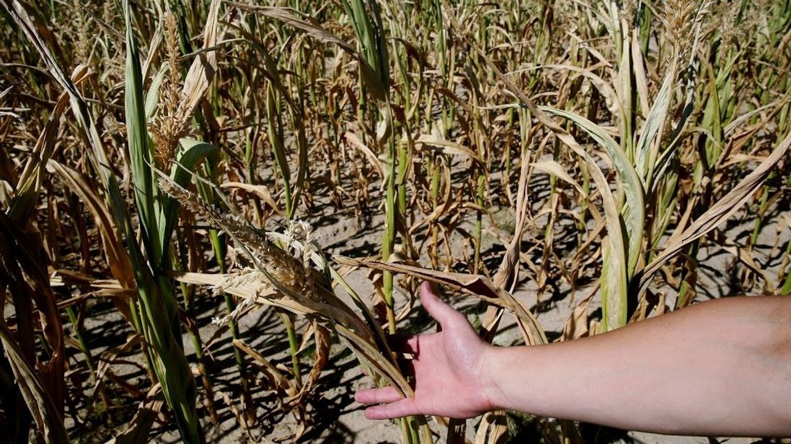 To będzie sposób na suszę? Woda z kanału Wieprz-Krzna nawodni grunty w gminie Drelów To będzie sposób na suszę? Woda z kanału Wieprz-Krzna nawodni grunty w gminie Drelów