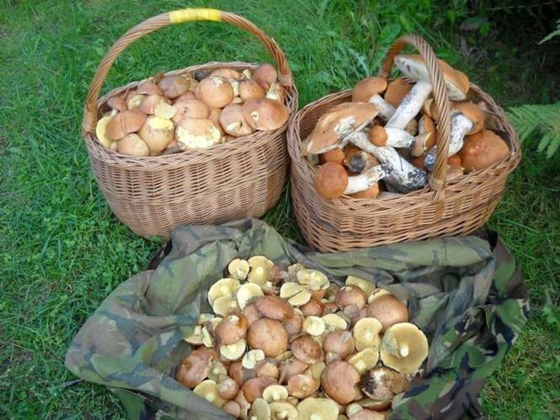 To będzie weekend dla grzybiarzy. Gdzie można znaleźć grzyby w woj. lubelskim?