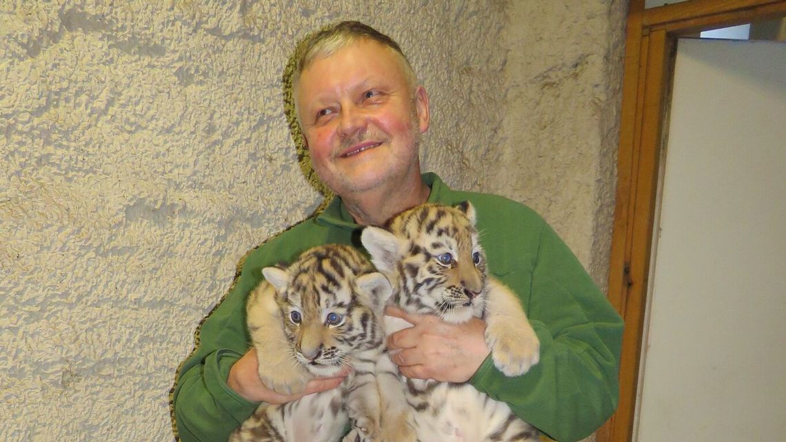 To była tygrysia tajemnica. Narodziny w zoo w Zamościu