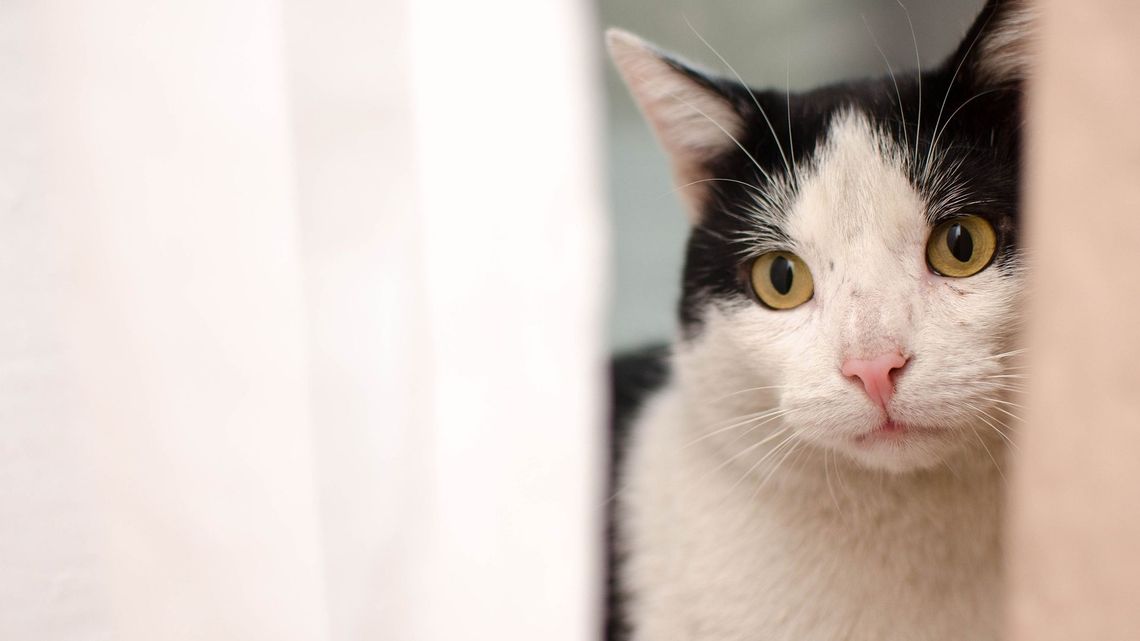 To jest rok zwierzęcych nieszczęść. Lubelski Animals zbiera pieniądze dla swoich podopiecznych To jest rok zwierzęcych nieszczęść. Lubelski Animals zbiera pieniądze dla swoich podopiecznych