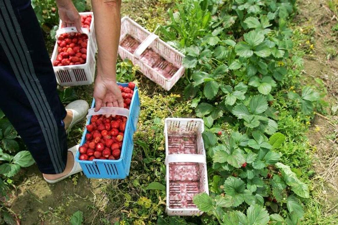 To jest sezon na owoce. Ile trzeba zapłacić w tym roku?