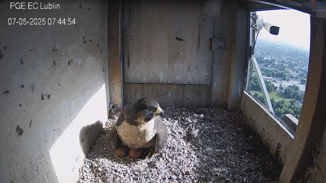 To już dzisiaj! U Wrotkowskich pojawiło się pierwsze pisklę