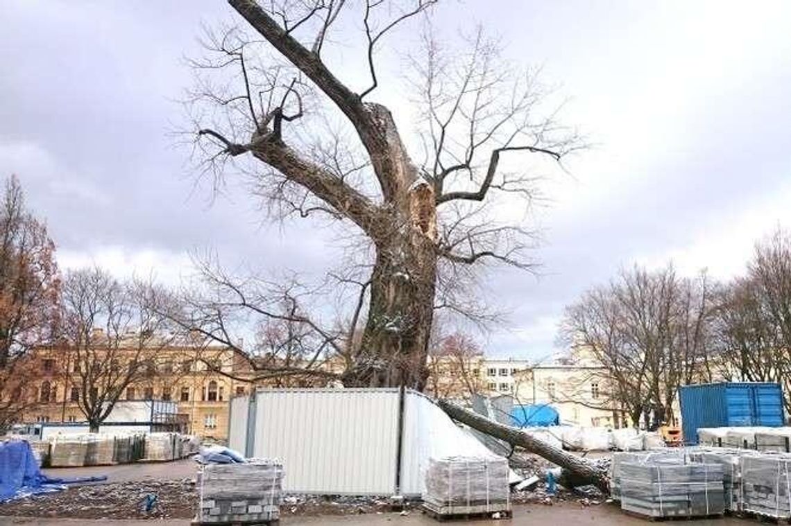 To już koniec Baobabu na placu Litewskim? Odłamał się spróchniały konar