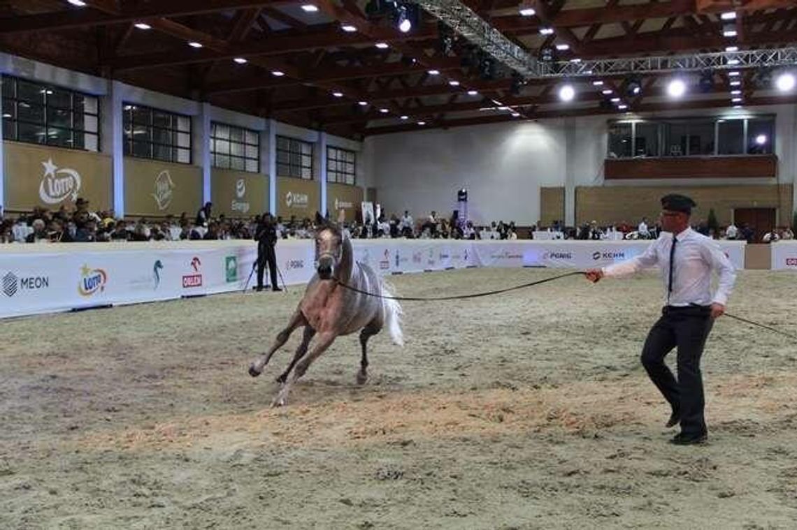 To już koniec Święta Konia Arabskiego w Janowie Podlaskim? Może być przeniesione do Warszawy
