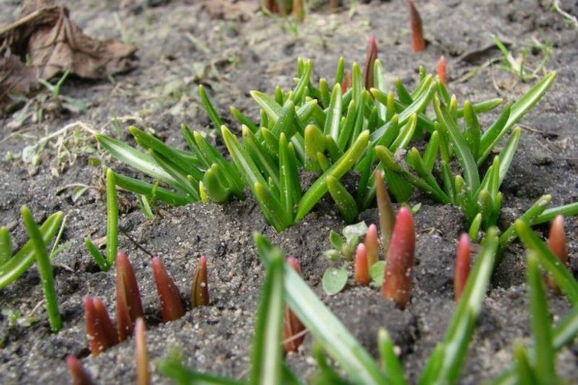 To już koniec zimy? W połowie marca nawet 15 stopni